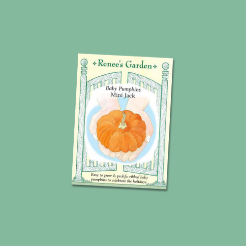 Pumpkin - Mini Jack seed packet on a green background