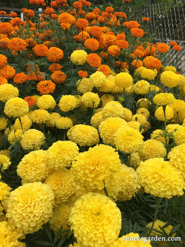 Seeds | Marigold Orange & Yellow Beast | Renee's Garden