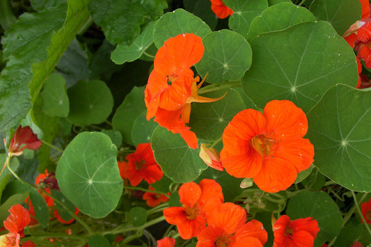 Bright orange-red nasturtium flowers climbing a trellis