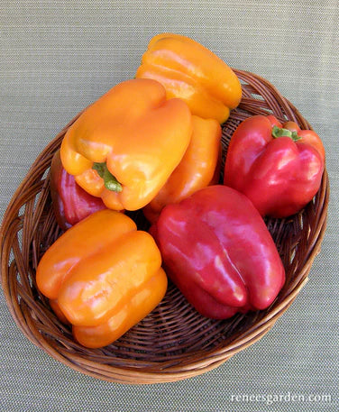 Seeds | Sweet Bell Peppers - Orange Sun & Jupiter Red Bell Organic | Renee's Garden