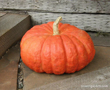 Large, flattened red-orange pumpkin on a sidewalk