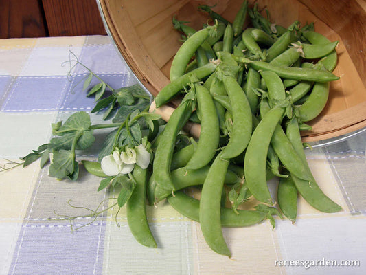 Seeds | Sugar Snap Peas - Super Sugar Snaps | Renee's Garden