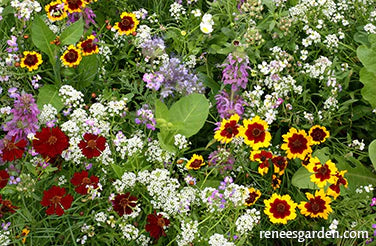 Scatter Garden Seeds | Flower Power For Nature's Pollinators | Renee's Garden