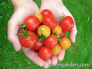 Seeds | Sweetest Trio Cherry Tomato | Renee's Garden