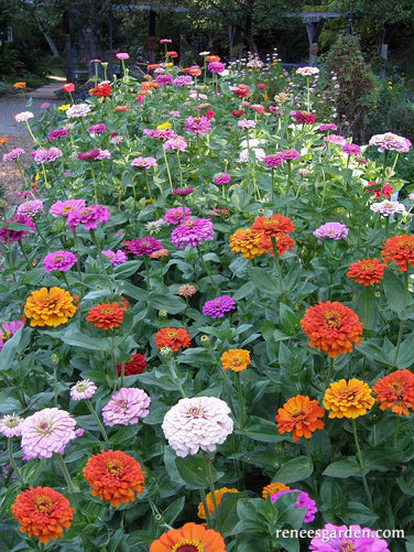 Scatter Garden Seeds | Rainbow Zinnia Garden | Renee's Garden