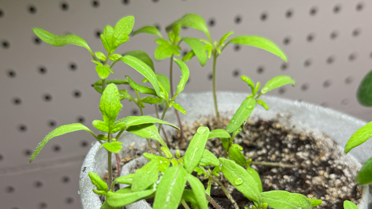 Seed Snail