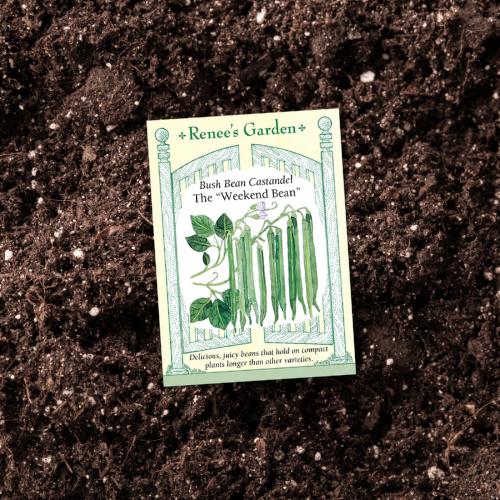 A seed packet featuring an illustration of slender, bright green bush beans growing on compact plants laying in a garden bed of soil.