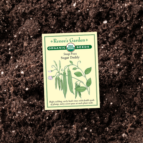 Snap Sugar Daddy Organic seed packet on a soil background