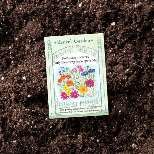 Pollinator Flowers - Beekeeper's Early Blooming Mix on a bed of soil