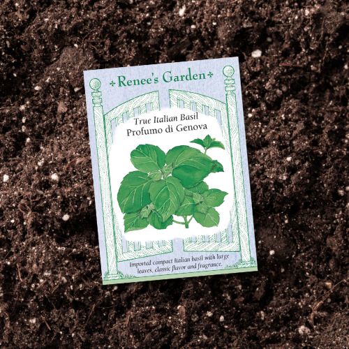 A seed packet for Classic Italian sweet basil showing a vibrant illustration of mature basil plants with large, deep green leaves on a dirt garden bed.