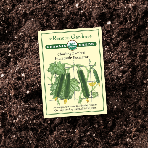 Seeds | Climbing Zucchini Incredible Escalator | Renee's Garden