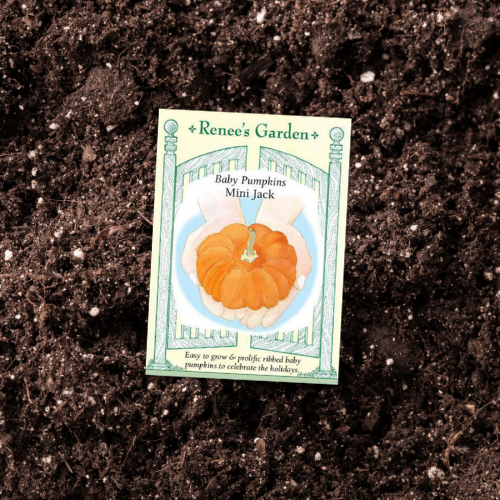 Pumpkin - Mini Jack seed packet on gardening soil