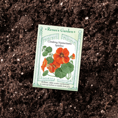 renee's garden nasturtium seeds Seeds | Nasturtium Spitfire