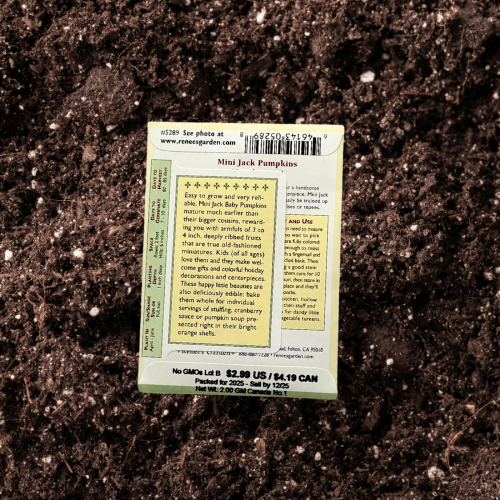Back of Pumpkin - Mini Jack seed packet on garden soil