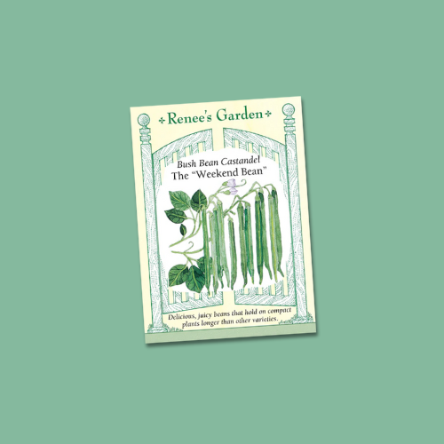A seed packet featuring an illustration of slender, bright green bush beans growing on compact plants on a sage green backgound.