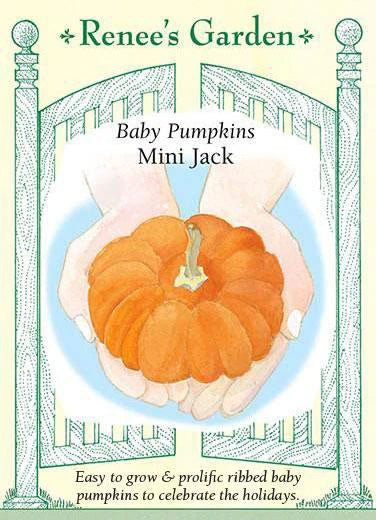 Pumpkin - Mini Jack seed packets