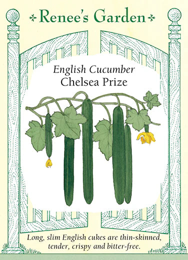 Cucumber seeds for long, slender green cucumber growing on a vine