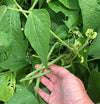 Bright green bush beans growing on compact plants. 