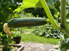 Climbing zucchini plant growing up a trellis