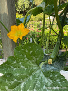 Climbing zucchini plant growing up a trellis