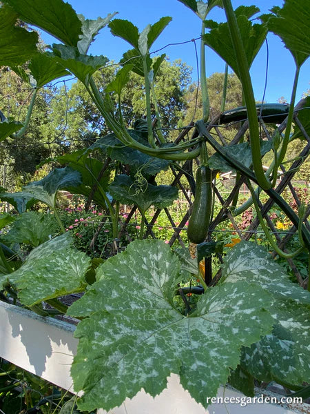 Climbing zucchini plant growing up a trellis