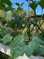Climbing zucchini plant growing up a trellis