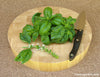 Lush basil plant with large, green leaves on a cutting board
