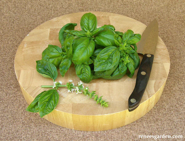 Lush basil plant with large, green leaves on a cutting board