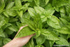 Lush basil plant with large, green leaves growing in a garden