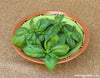 Lush basil plant with large, green leaves on a plate