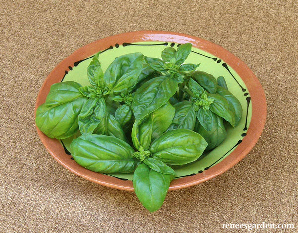 Lush basil plant with large, green leaves on a plate