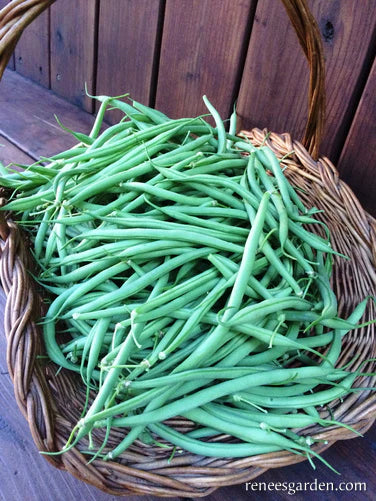 Bright green bush beans harvested in a wicker basket.