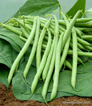 Bright green bush beans growing on compact plants in a pile
