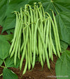 Bright green bush beans in a tidy pile
