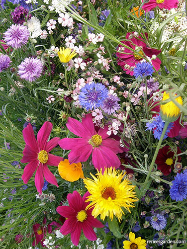 Colorful early spring flowers pink, yellow, purple, blue