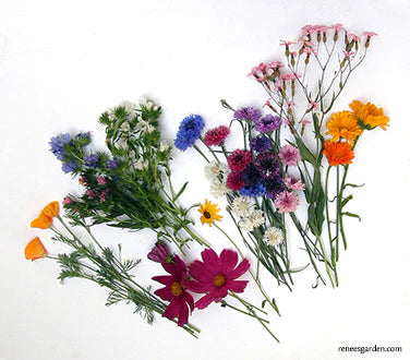 Flat lay of Colorful early spring flowers on a white background