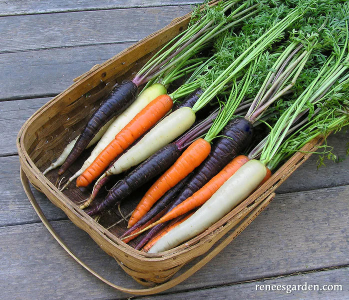 Bunch of multicolored carrots - purple, orange, and white