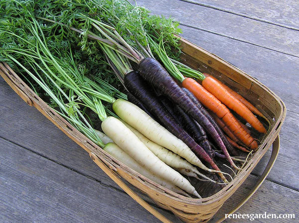 Bunch of multicolored carrots in a basket- purple, orange, and white