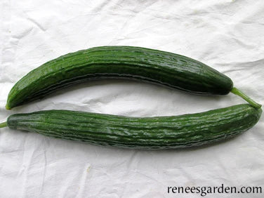 Long, slender green cucumber on a table
