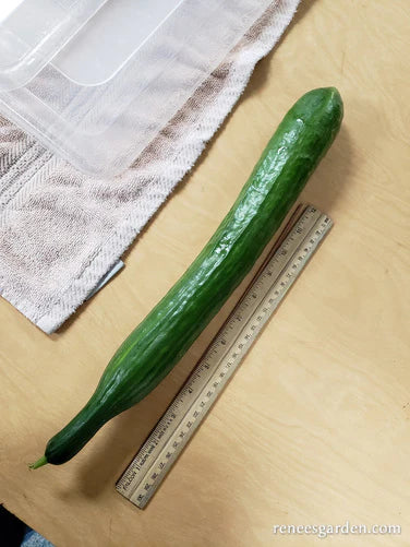 Long, slender green cucumber next to a ruler

