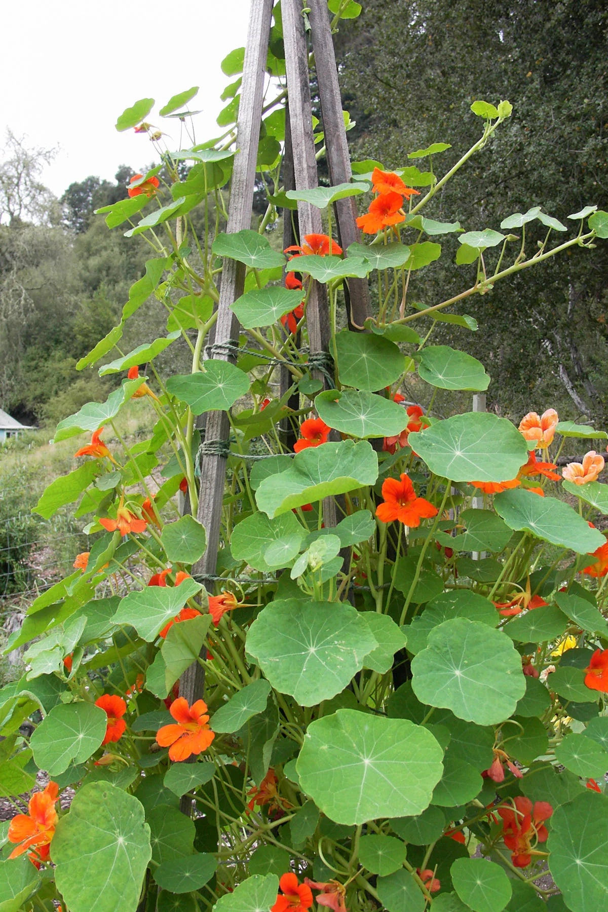 Bright orange-red nasturtium flowers climbing a trellis