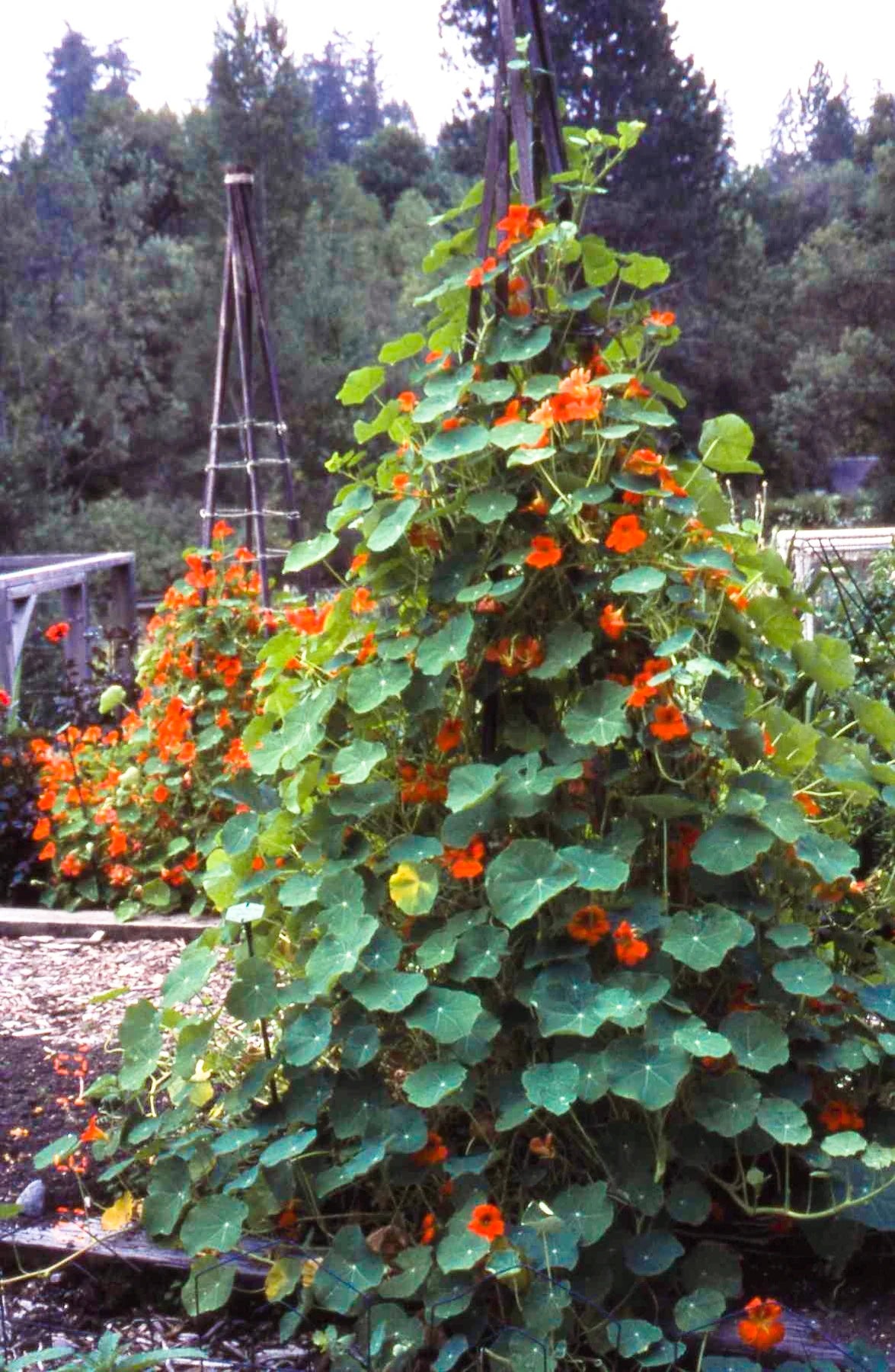 Bright orange-red nasturtium flowers climbing a trellis