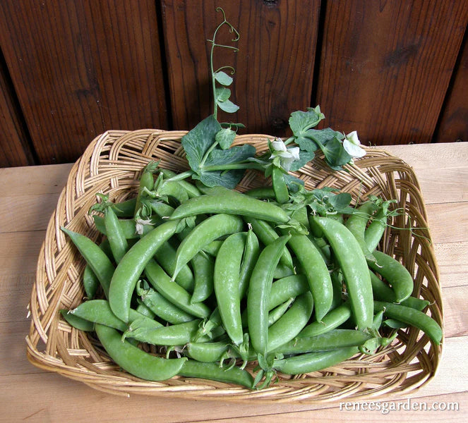 Snap Sugar Daddy Organic beans in a wicker basket