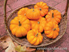 Mini Jack Pumpkins in a basket