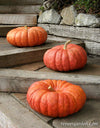 Large, flattened red-orange pumpkin on a porch