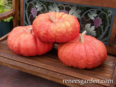 Large, flattened red-orange pumpkin on a porch