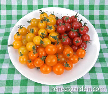 Seeds | Sweetest Trio Cherry Tomato | Renee's Garden