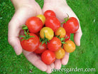 Seeds | Sweetest Trio Cherry Tomato | Renee's Garden